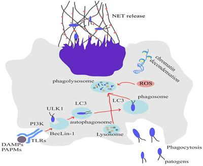 Optimization of BCG Therapy Targeting Neutrophil Extracellular Traps, Autophagy, and miRNAs in Bladder Cancer: Implications for Personalized Medicine